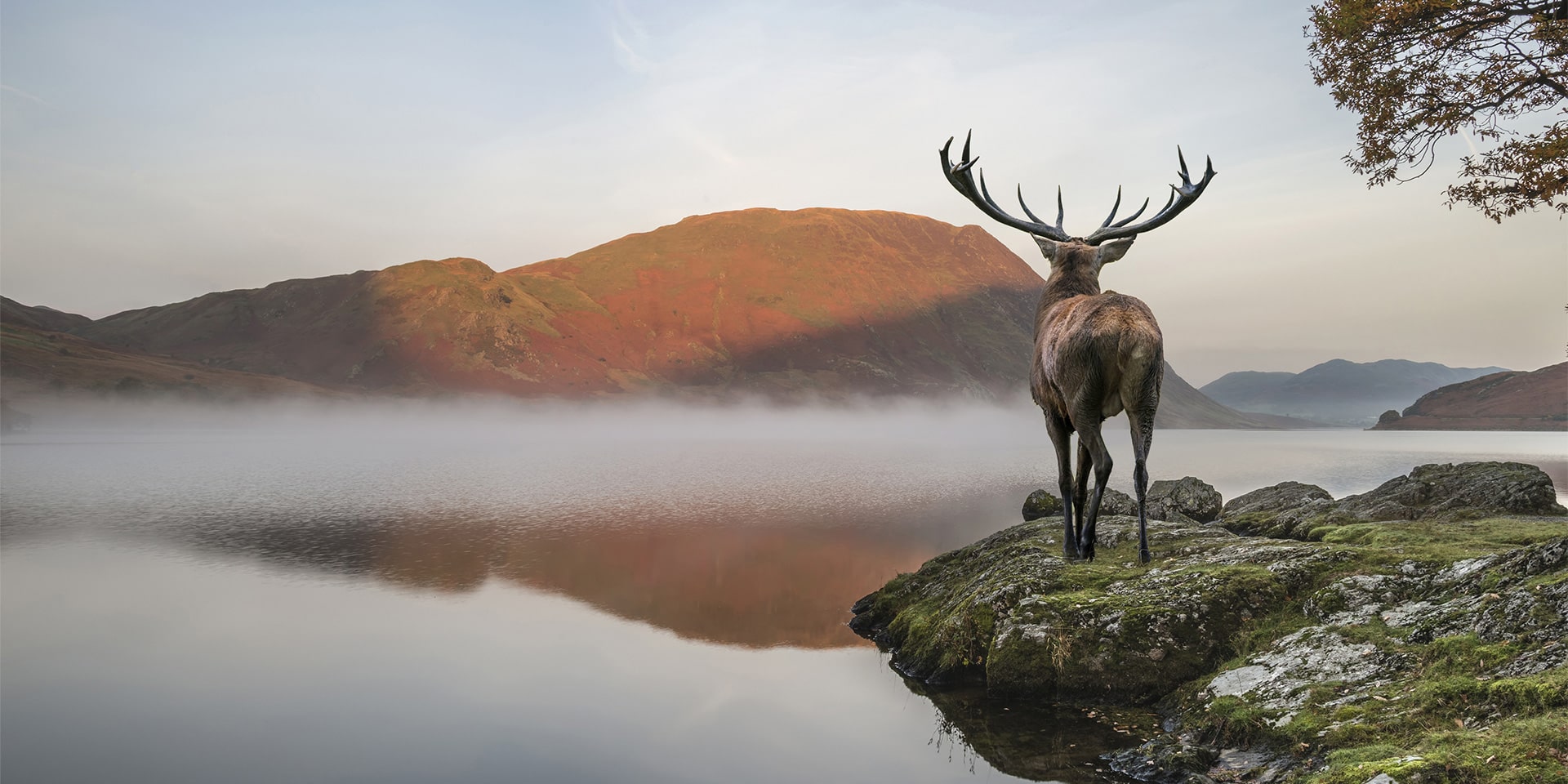 Stag header